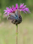 Himmelblauer Bläuling (Polyommatus bellargus)
