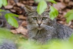 2013-05-05 Tierfreigehege des Nationalparks Bayrischer Wald