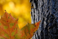 Herbstfaerbung -- Spitzahorn (Acer platanoides)