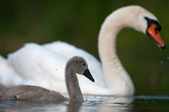 Höckerschwan -- Höckerschwan Dunenküken ca. 4 Wochen alt