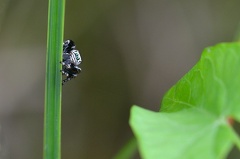 Evarcha arcuata Männchen -- Evarcha arcuata gehört zu den Springspinnen und ist eine meiner Lieblinge, die sind einfach so knuddelig :-)
Sie kommt häufig an Gewässern und Feuchgebieten vor
Hier ein Männchen
