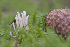 Kammkoralle (Clavulina coralloides) -- Kammkoralle (Clavulina coralloides)