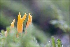 Klebriger Hörnling (Calocera viscosa) -- Klebriger Hörnling (Calocera viscosa)