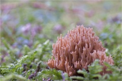 Bewurzelte Koralle (Ramaria myceliosa) -- Bewurzelte Koralle (Ramaria myceliosa)