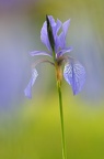 Sibirische Iris