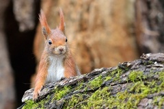 Eichhörnchen -- Eichhörnchen
(Sciurus vulgaris)