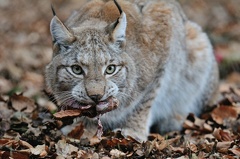 Luchs -- Luchs im Wildpark Poing