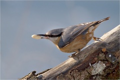 Kleiber (Sitta europaea) -- Kleiber (Sitta europaea)