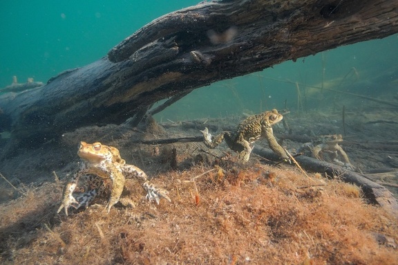 Zahlreiche Erdkrötenmännchen halten Unterwasser Ausschau nach Weibchen