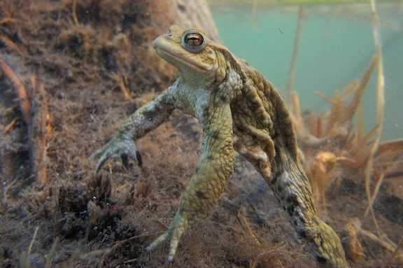 Erdkrötenmännchen Unterwasser auf der Lauer nach Weibchen