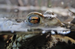 2013 04 15 175622 DSCN0522 15 1000 -- Mit der Coolpix im Glasbecken geht es hautnah an ein Erdkrötenmännchen