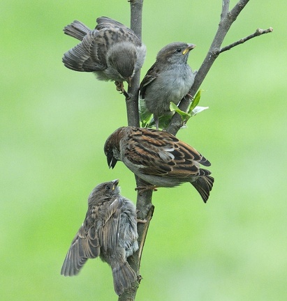 Sperlingsfamilie bei der Fütterung