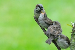 Fütterung der jungen Sperlinge -- Sperlingsfamilie bei der Fütterung