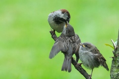 Fütterung der jungen Sperlinge -- Sperlingsfamilie bei der Fütterung