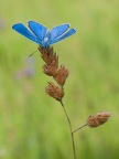 Himmelblauer Bläuling (Polyommatus bellargus)