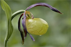 Gelber Frauenschuh (Cypripedium calceolus) -- Gelber Frauenschuh (Cypripedium calceolus)