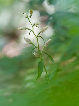 Weißes Waldvöglein (Cephalanthera damasonium)