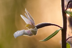  -- Sumpf-Stendelwurz (Epipactis palustris)