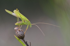 Sichelschrecke -- Gemeine Sichelschrecke
(Phaneroptera falcata)