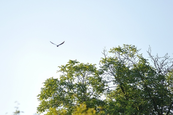 Unser Kuckuck fliegt in die Freiheit