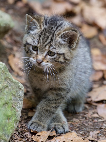 Junge Wildkatze Fotogalerie Natur Fotofreunde