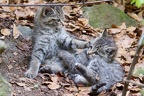 Junge Wildkatzen beim Spielen