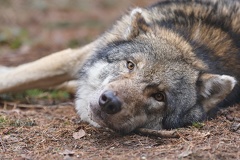 Wolf - Wildpark Poing
