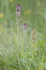 Brand-Knabenkraut (Orchis ustulata) und Puppenorchis (Aceras antropophorum)