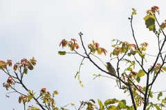 Wiesenpieper (Anthus pratensis) -- Wiesenpieper (Anthus pratensis)