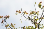 Wiesenpieper (Anthus pratensis)