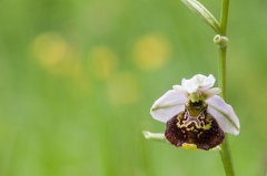  -- Hummel-Ragwurz (Ophrys holoserica)