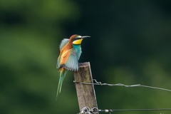 Bienenfresser (Merops apiaster) -- Bienenfresser (Merops apiaster)