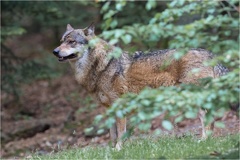Wolf -- Wolf