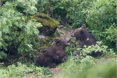 Junge Braunbären beim Spielen -- Junge Braunbären beim Spielen