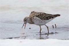 Kampfläufer (Philomachus pugnax) -- Kampfläufer (Philomachus pugnax)