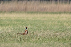 Fasan (Phasianus colchicus) -- Fasan (Phasianus colchicus)