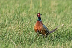 Fasan (Phasianus colchicus) -- Fasan (Phasianus colchicus)