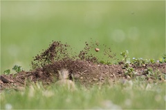 Europäischer Ziesel (Spermophilus citellus) -- Europäischer Ziesel (Spermophilus citellus)