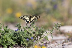 Schwalbenschwanz (Papilio machaon) -- Schwalbenschwanz (Papilio machaon)