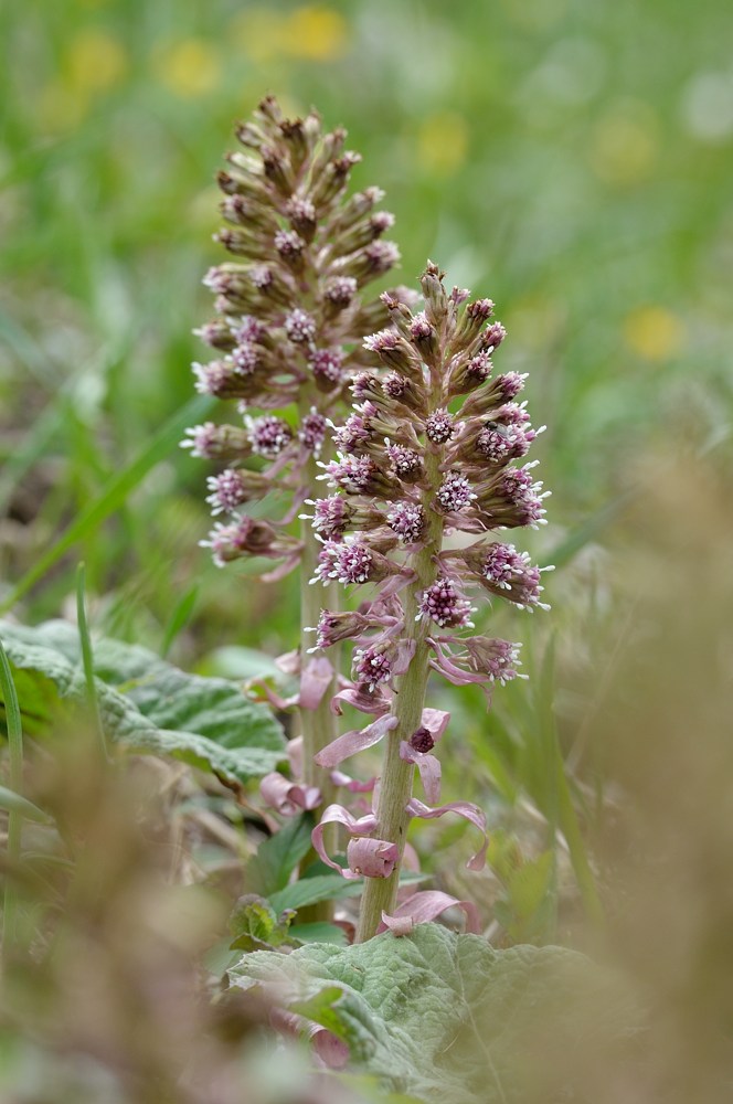 20120413_DA_WBO_7340.jpg