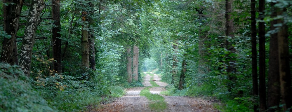 20120816__WBO_7158_1000.jpg