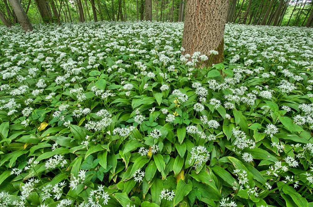 2013_05_15_173037__WBO2665-HDR(1)_Dramatic_3_1000.jpg