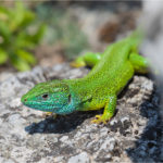 Smaragdeidechse (Lacerta bilineata)