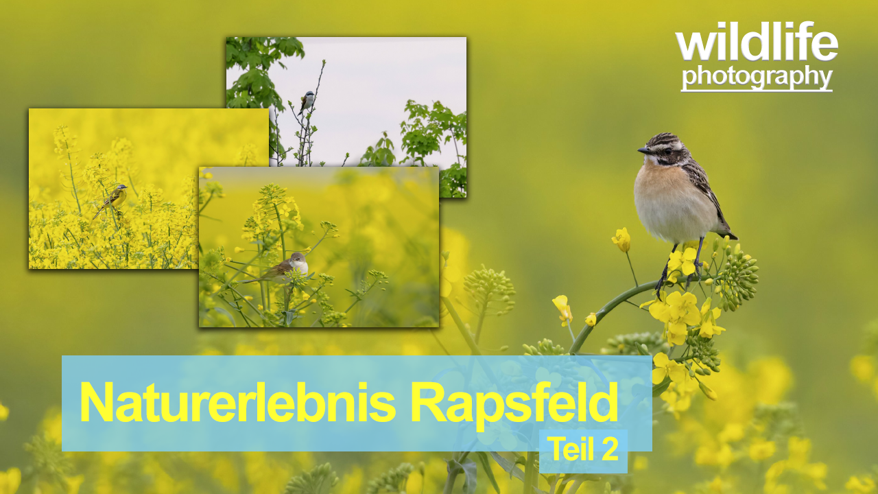 Naturerlebnis Rapsfeld – Teil 2