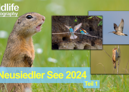 Neusiedler See Mai 2024 – Teil 1