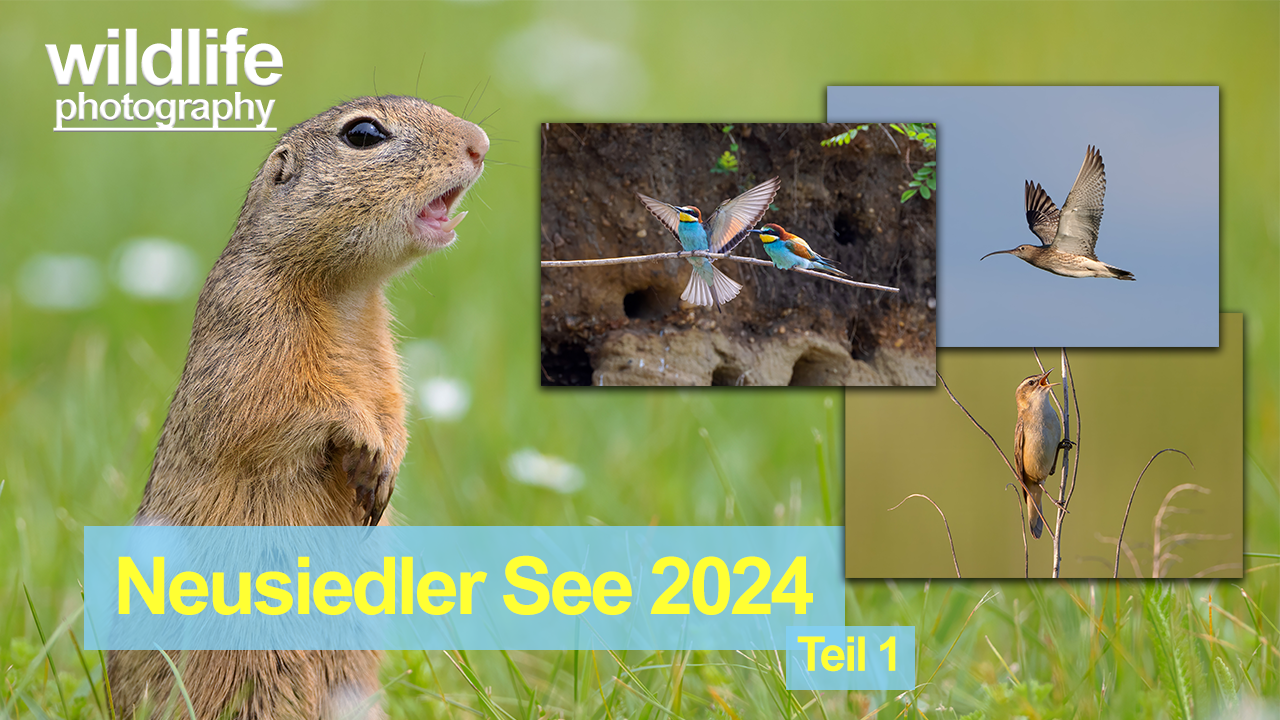 Neusiedler See Mai 2024 – Teil 1