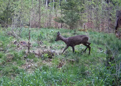 Am Dachsbau mit Feldhase und Rehbock – Impressionen mit der Wildkamera