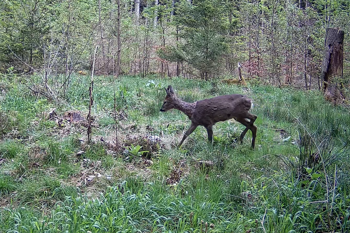 Am Dachsbau mit Feldhase und Rehbock – Impressionen mit der Wildkamera