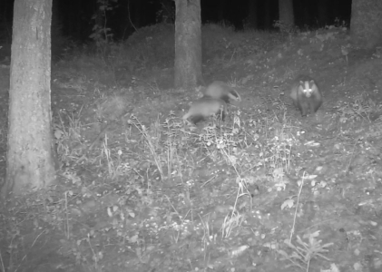 Das geheime Leben der Dachse – Impressionen mit der Wildkamera