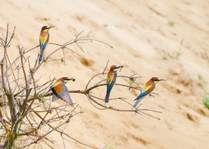 Bei den Bienenfressern